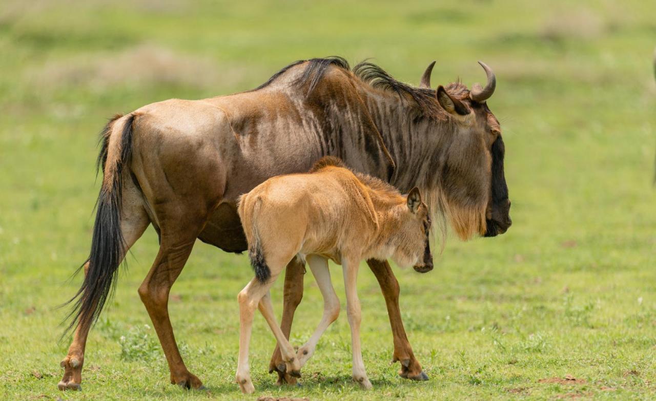 Вилла Gnu Ndutu Camp Sinoni Экстерьер фото