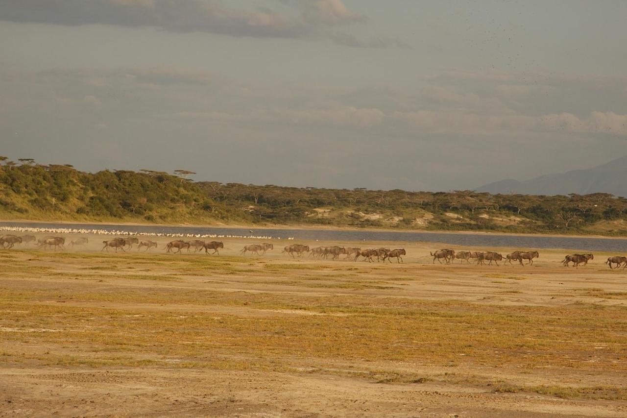 Вилла Gnu Ndutu Camp Sinoni Экстерьер фото