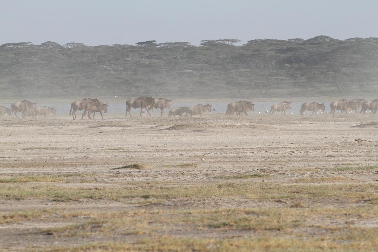 Вилла Gnu Ndutu Camp Sinoni Экстерьер фото